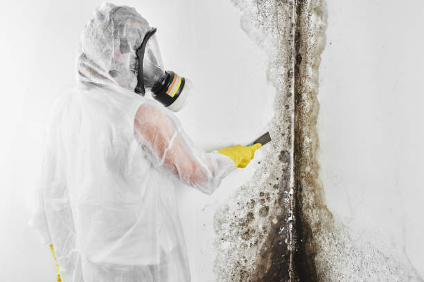 Best Mold Removal Company Near Me  in Auburn, ME