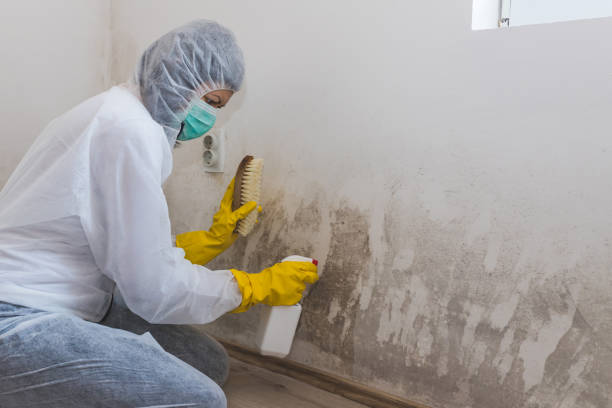 Best Local Mold Removal Service  in Auburn, ME
