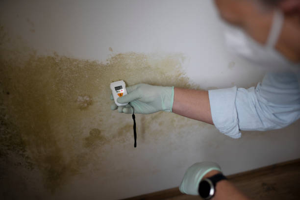 Mold Testing and Removal in Auburn, ME
