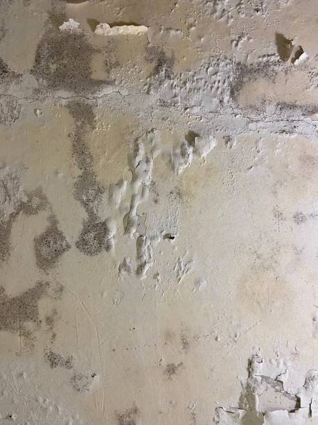Best Mold Testing and Removal  in Auburn, ME