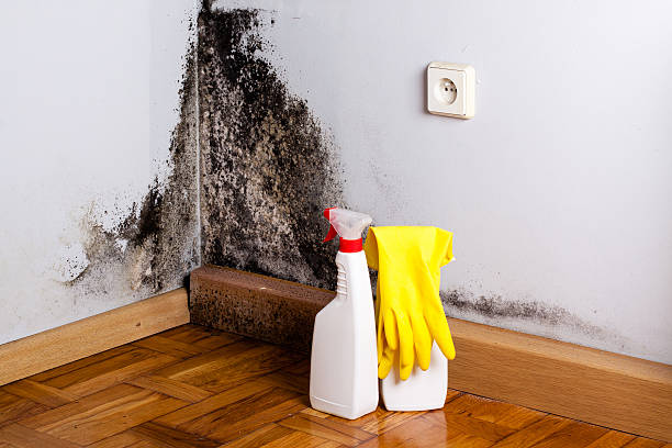 Best Crawl Space Mold Removal  in Auburn, ME