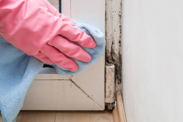 Best Affordable Mold Removal  in Auburn, ME