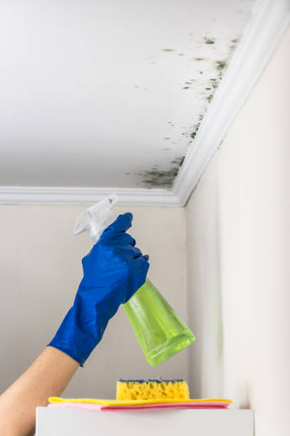 Best Commercial Mold Removal  in Auburn, ME