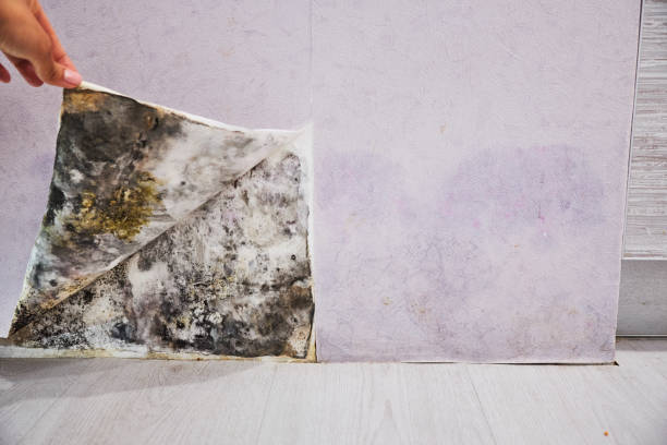 Best Emergency Mold Removal  in Auburn, ME
